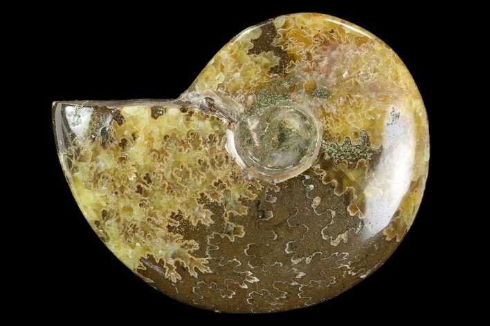 Polished, Agatized Ammonite (Cleoniceras) - Madagascar #119224